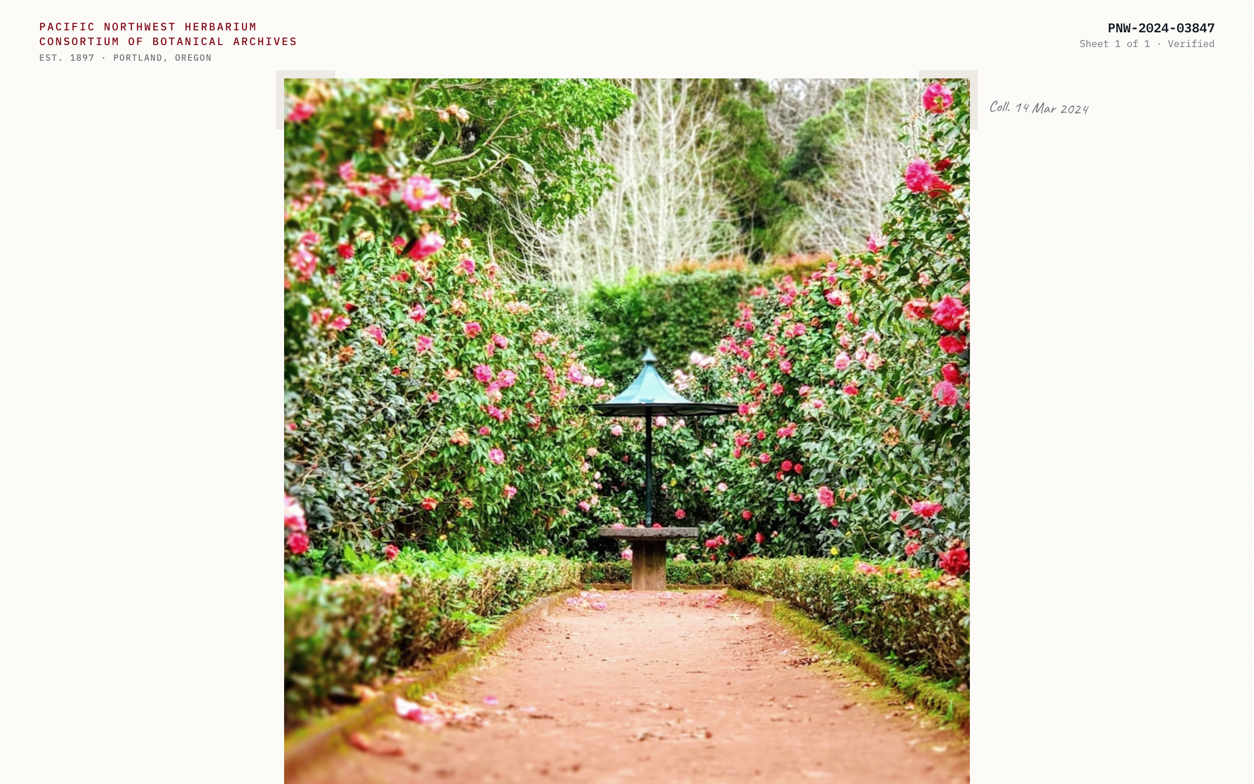 Herbarium Specimen Sheet